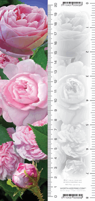 Zakładka 3D Róże